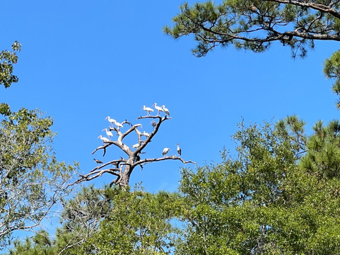 Great Escapes Kayak Expeditions-美特尔海滩必去景点