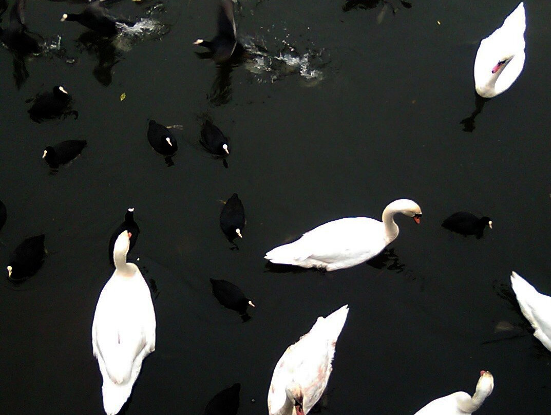 Brent Reservoir (Welsh Harp) Canalside-伦敦必去景点