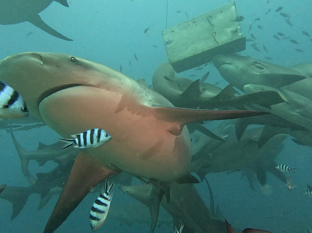 Beqa Adventure Divers-太平洋港必去景点