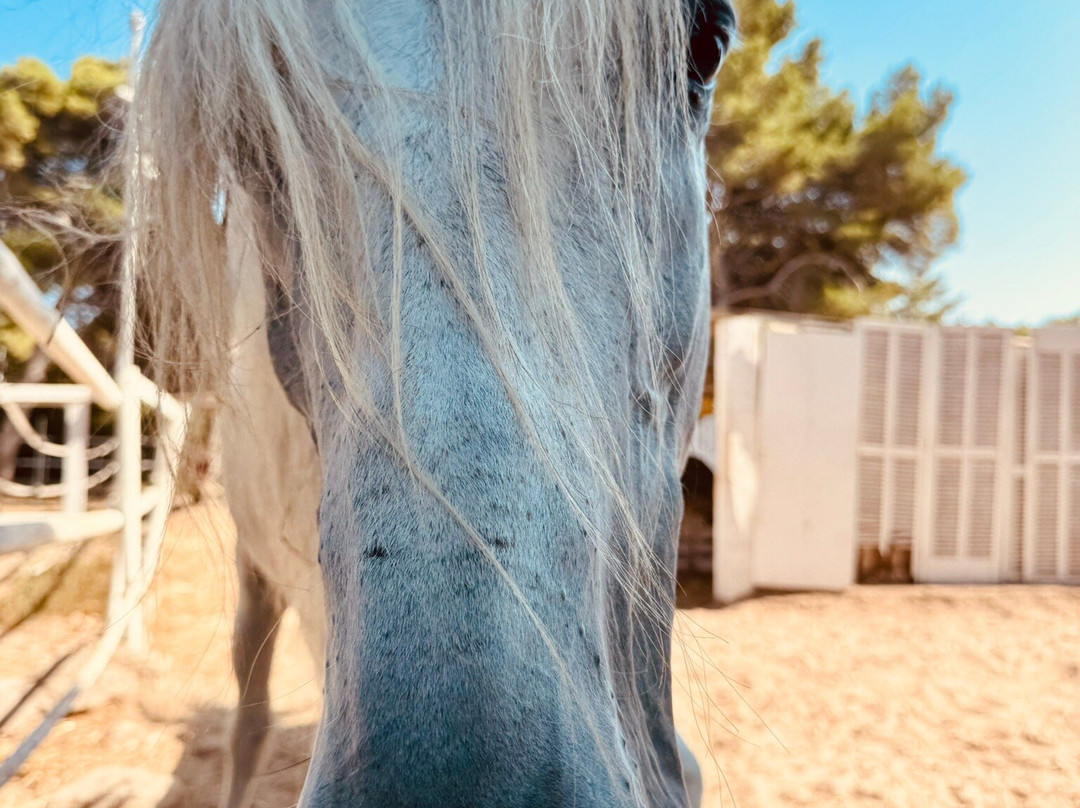 Rancho Bonanza-Cala Ratjada必去景点