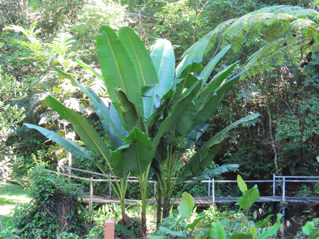 Saloma Villagestay主图