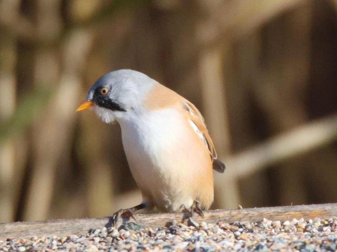 RSPB Leighton Moss Nature Reserve-Silverdale必去景点
