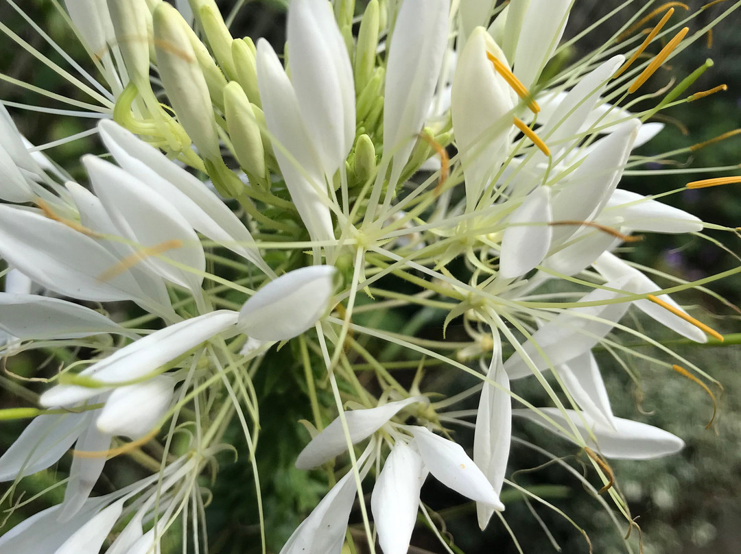 Burnby Hall Gardens and Museum-Pocklington必去景点