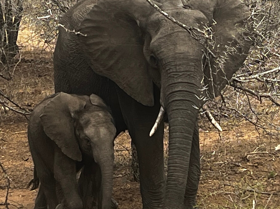 Africa Moja Tours And Safaris-桑顿必去景点