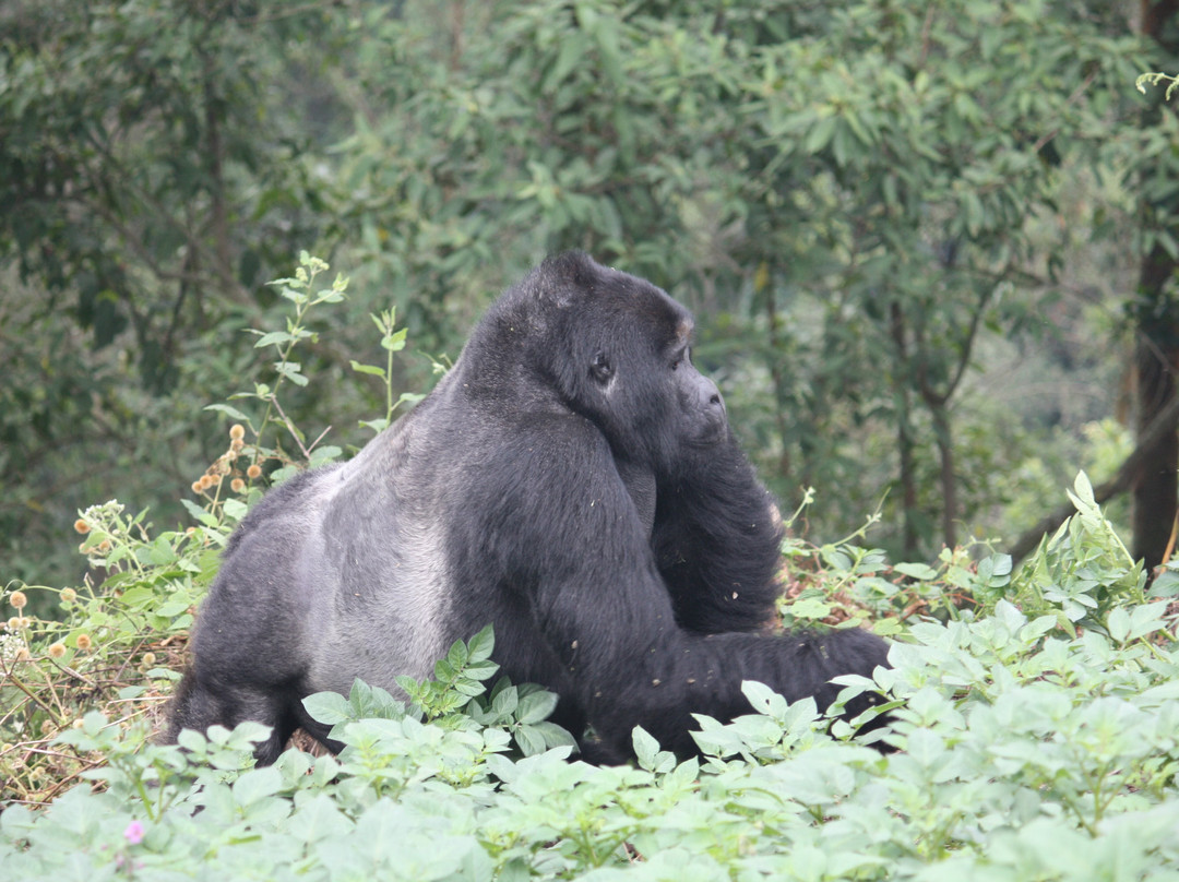 Gorillas and Beyond Safari-恩德培必去景点