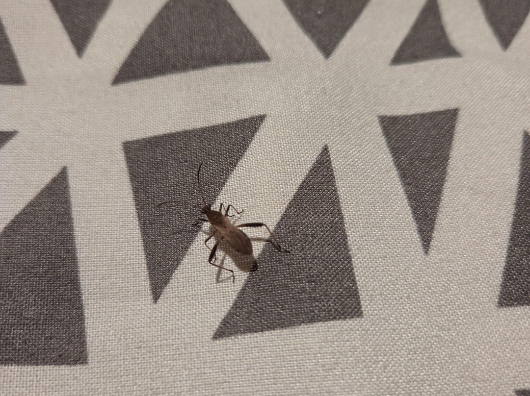 WoodSpring Suites Waco主图