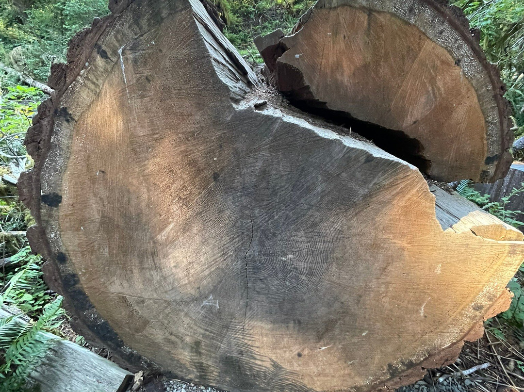 Quinault Rain Forest-奥林匹克国家公园必去景点