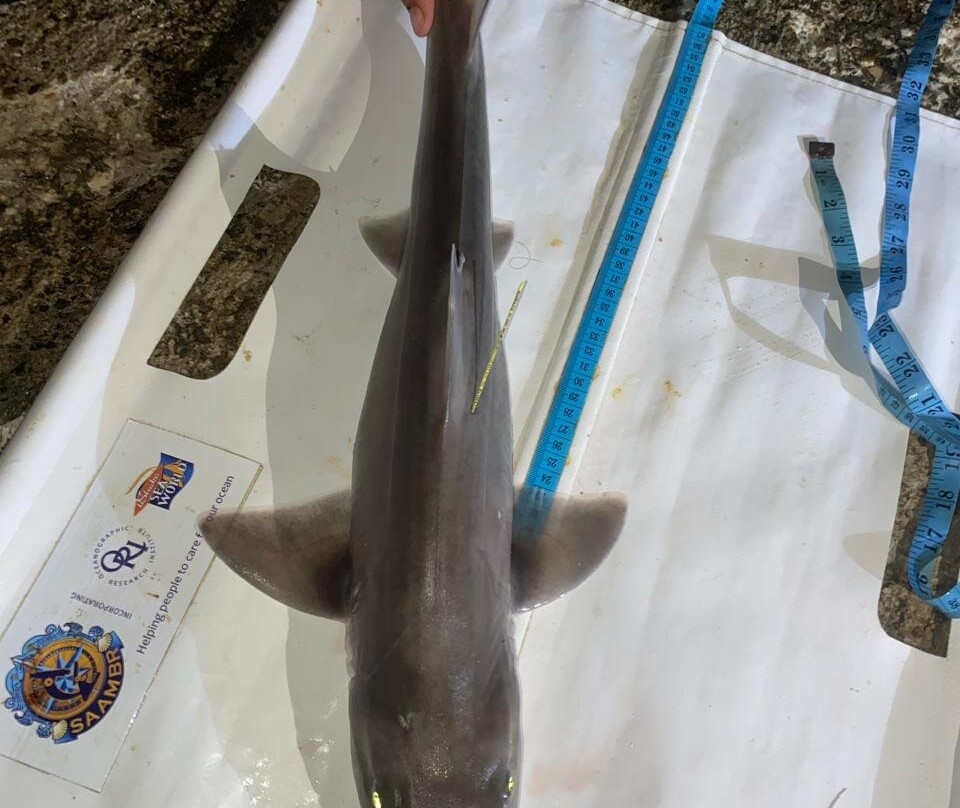 White Shark Projects-干斯拜必去景点