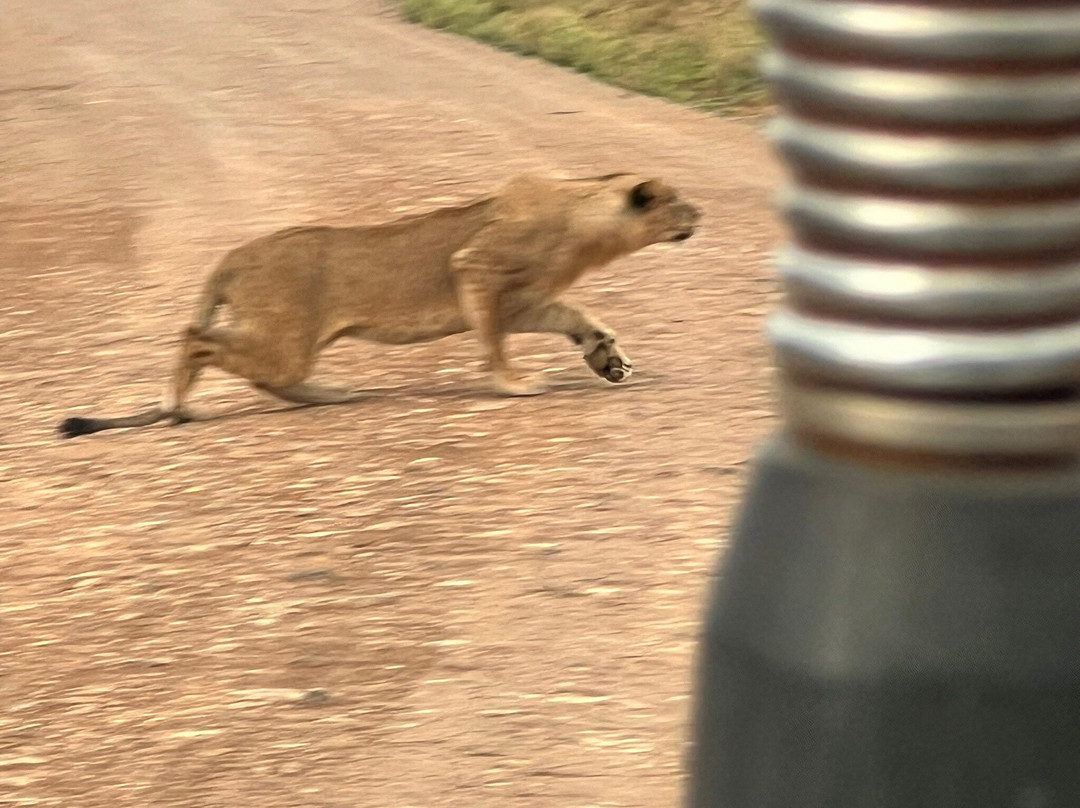 Trav-Interactive-内罗毕必去景点