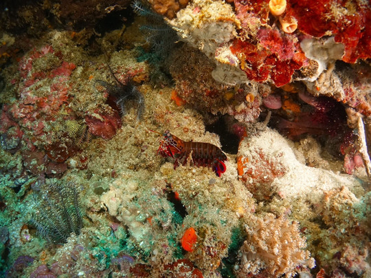 Alpha Dive Team - Bali Chapter-登巴萨必去景点