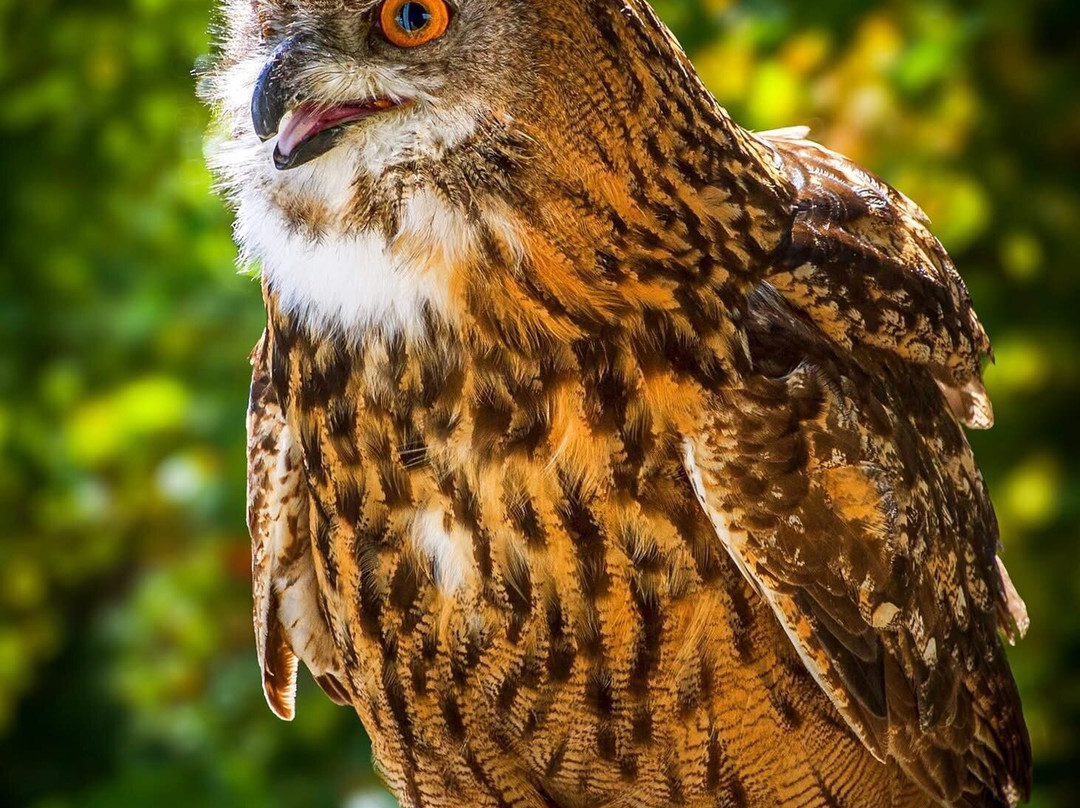 The Greenbrier Falconry-White Sulphur Springs必去景点