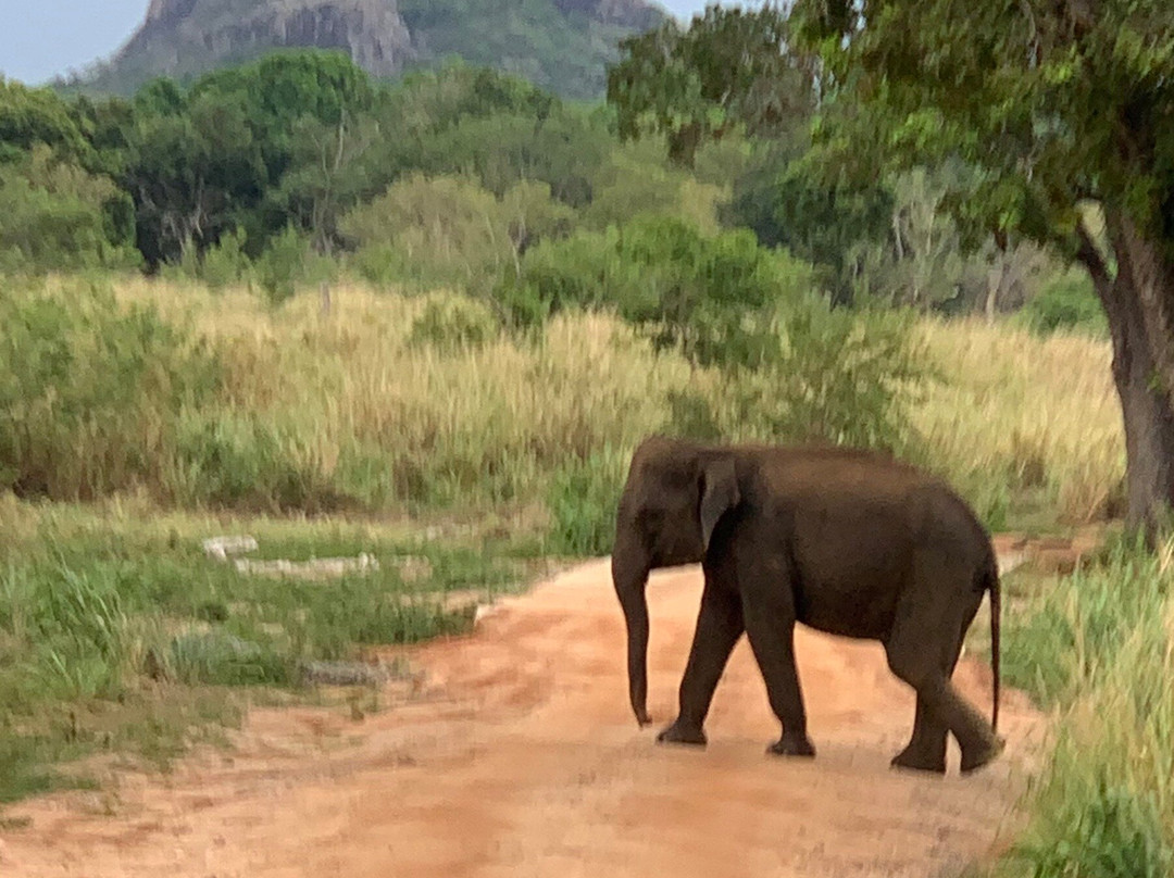 Viaggi Sri Lanka Con Vaas-科奇克德必去景点