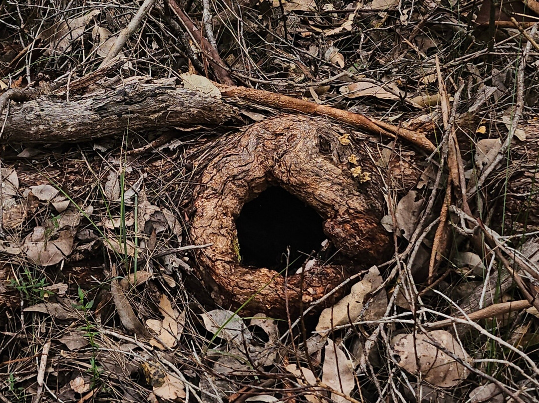 Understory Art & Nature-Northcliffe必去景点