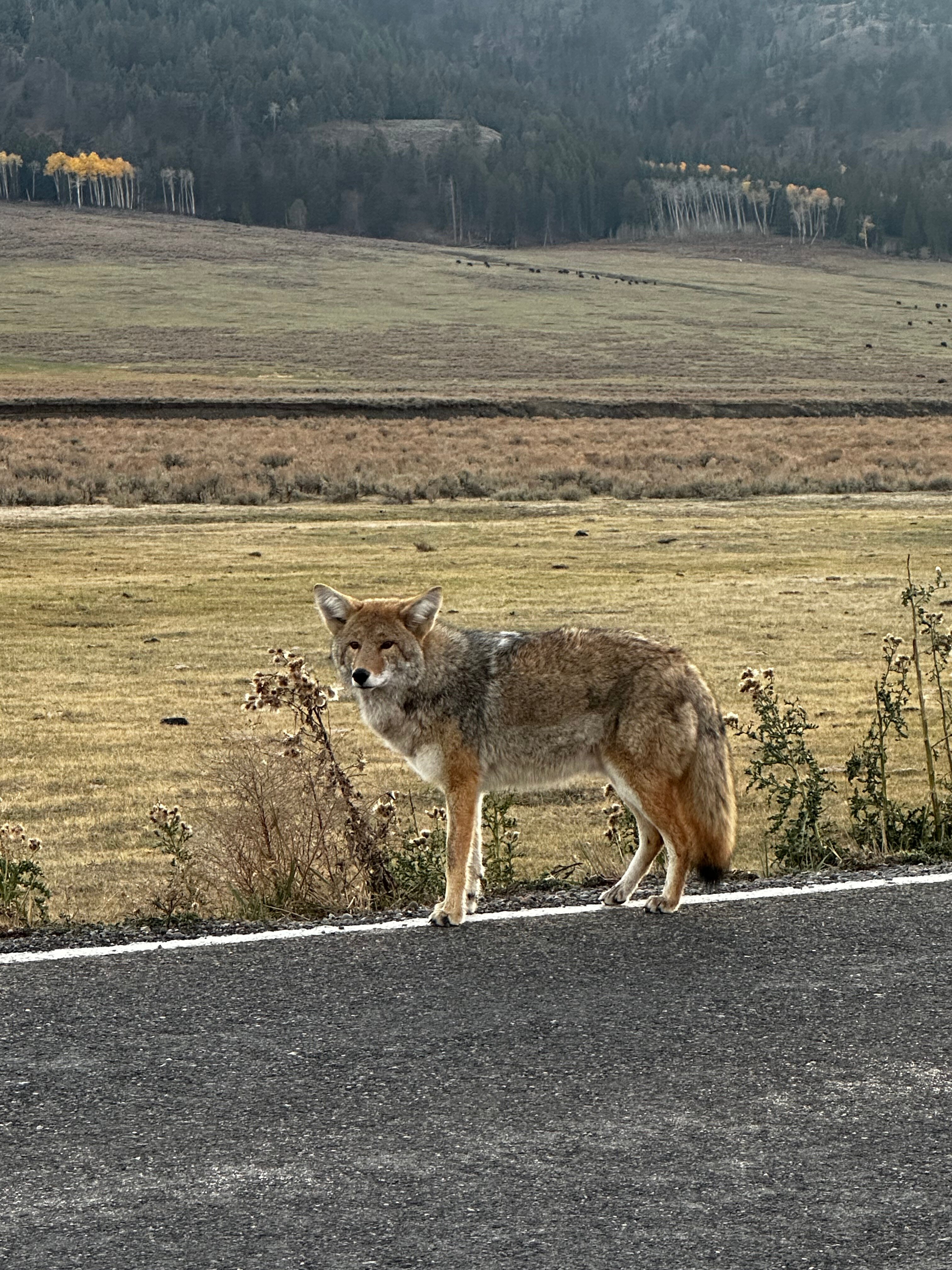 黄石村酒店-官方