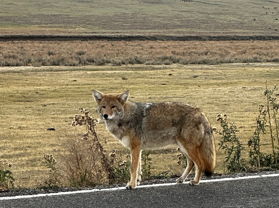 黄石村酒店主图