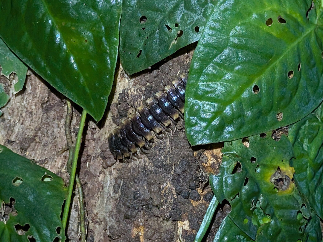Manuel Antonio Expeditions-哥斯达黎加安东尼奥国家公园必去景点