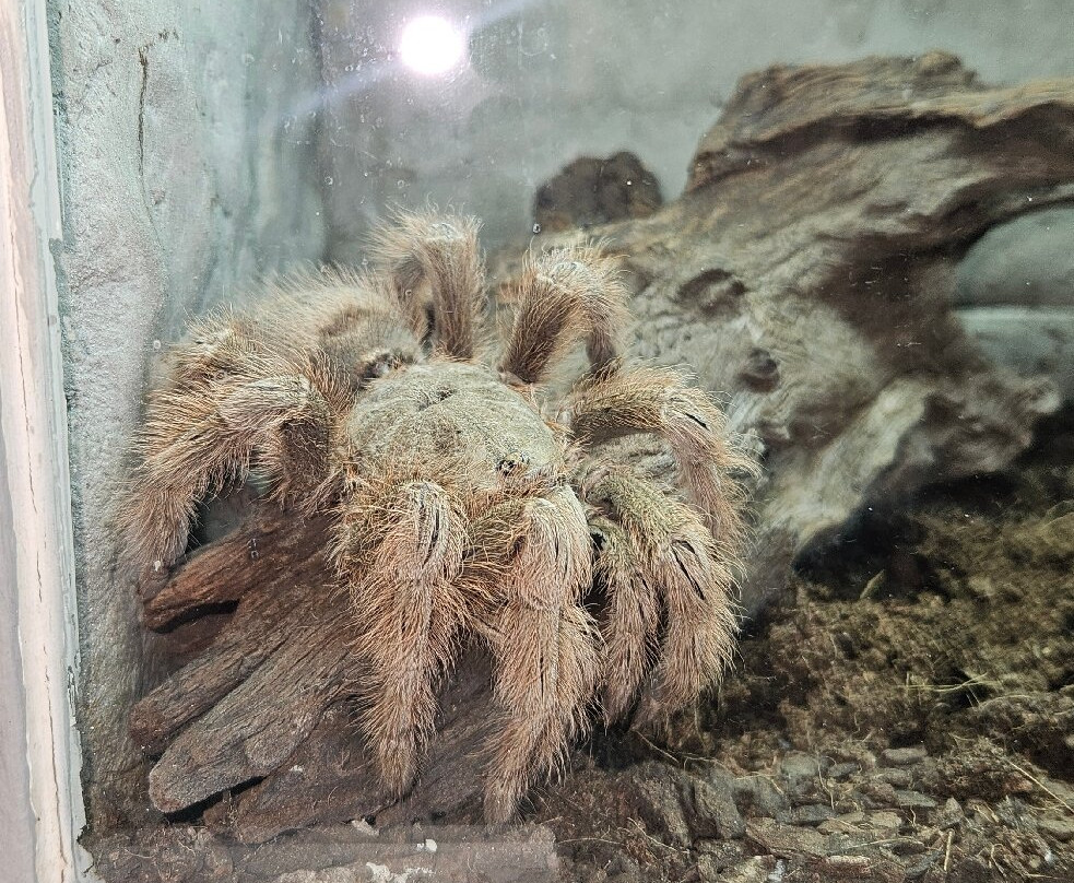 Hoedspruit Reptile Centre-霍德斯普鲁特必去景点