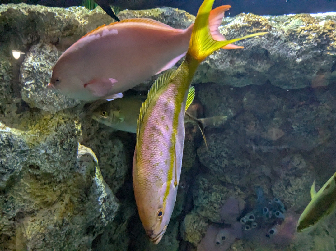 Jennette's Pier-纳格斯海德必去景点