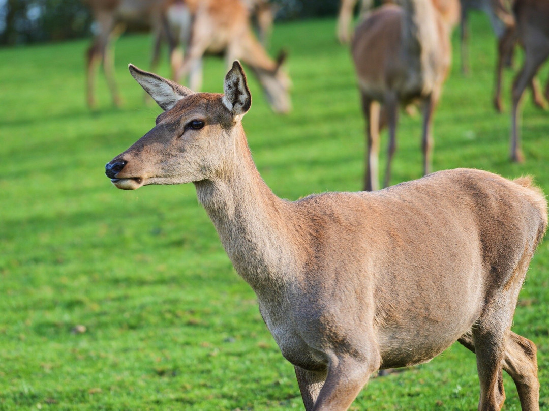 Parc Animalier De Rochehaut-Rochehaut必去景点