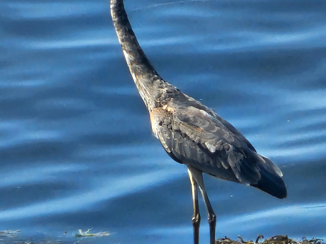 Schoodic Peninsula-巴港必去景点