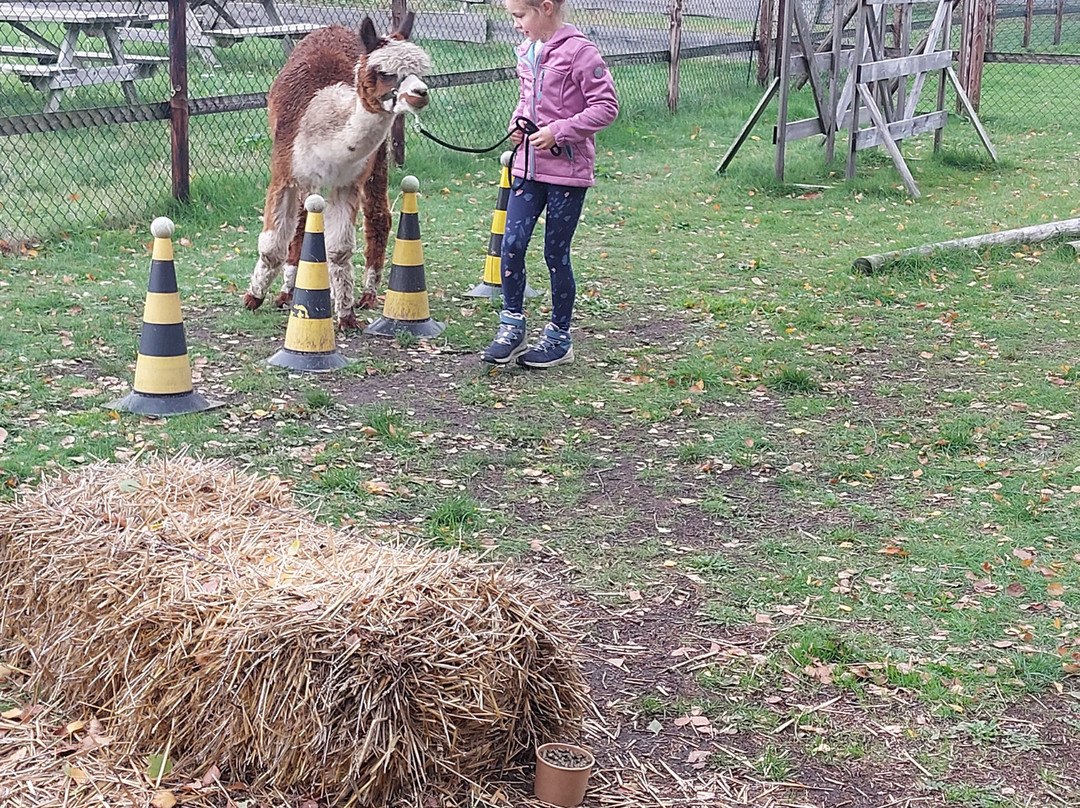 De Alpacaboerderij-Kaulille必去景点