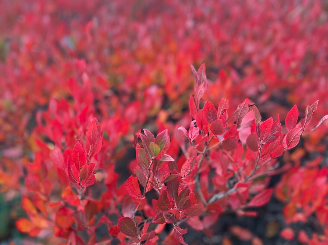Acadia National Park-巴港必去景点