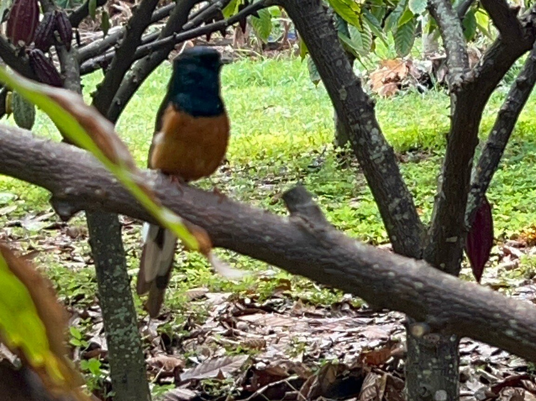 Houlau Farm Chocolate-基拉韦厄必去景点