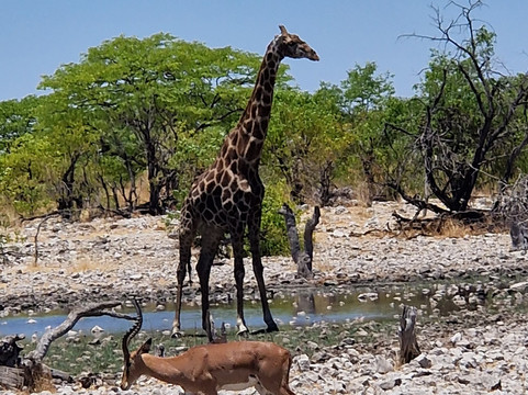 Chameleon Holidays and Travel-温德和克必去景点