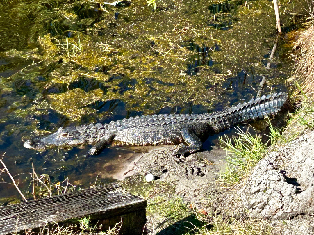 Celebration Golf Club-Celebration必去景点