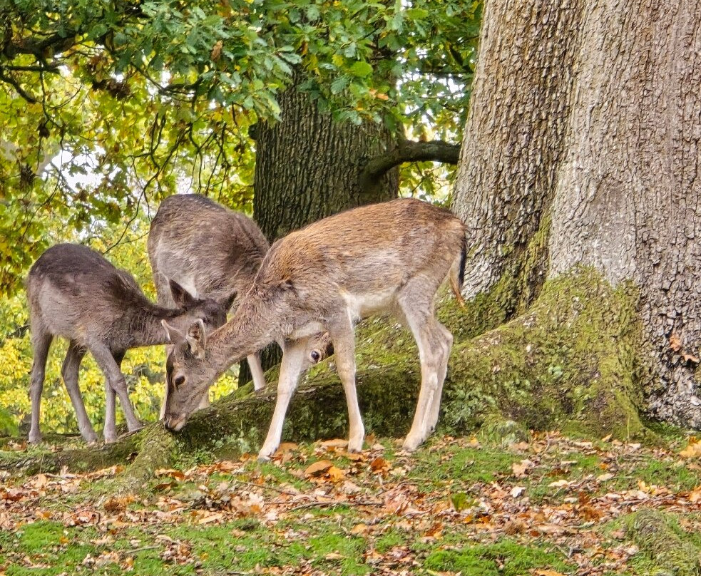 Knole - National Trust-Sevenoaks必去景点