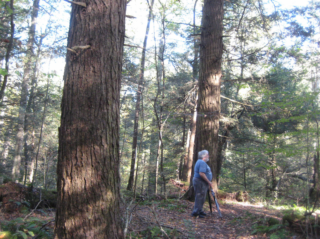 Giant Hemlocks Trail-Aurora必去景点