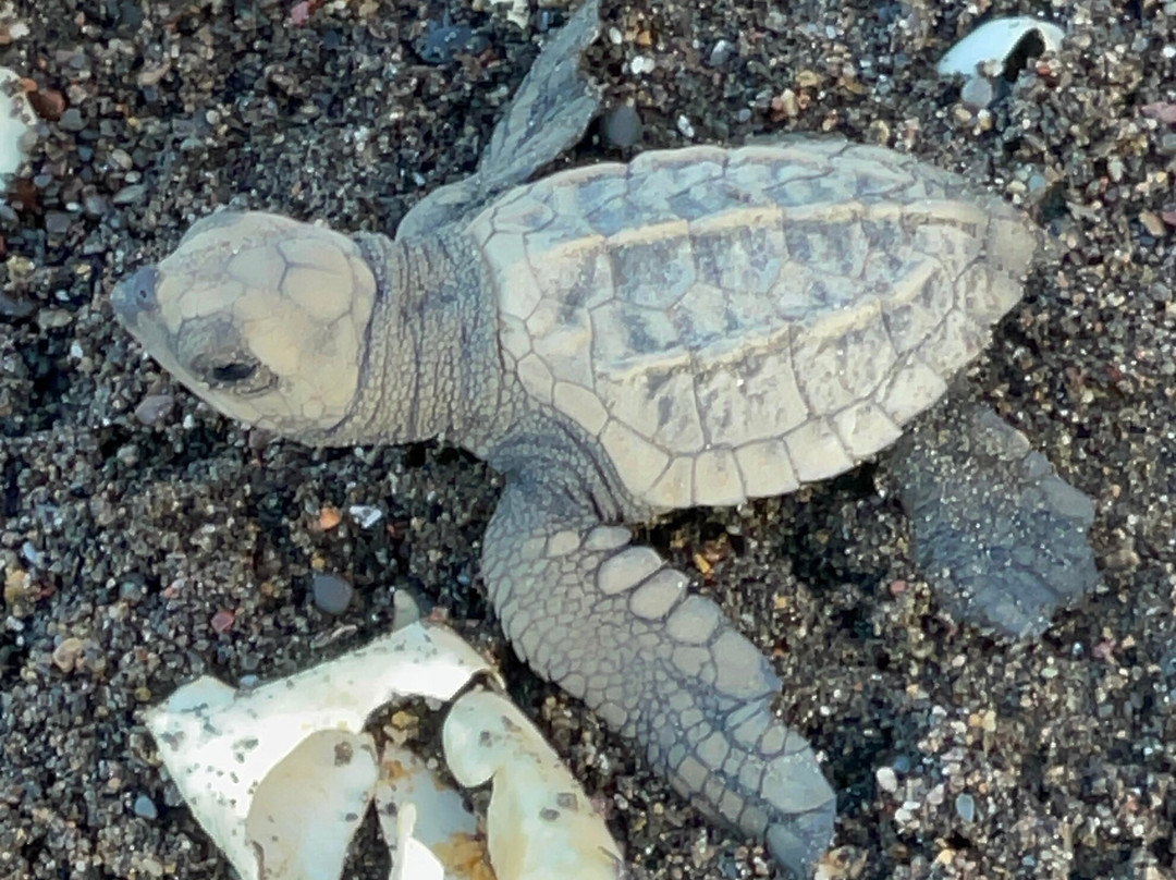 Ostional National Wildlife Refuge-圣塔克鲁斯必去景点