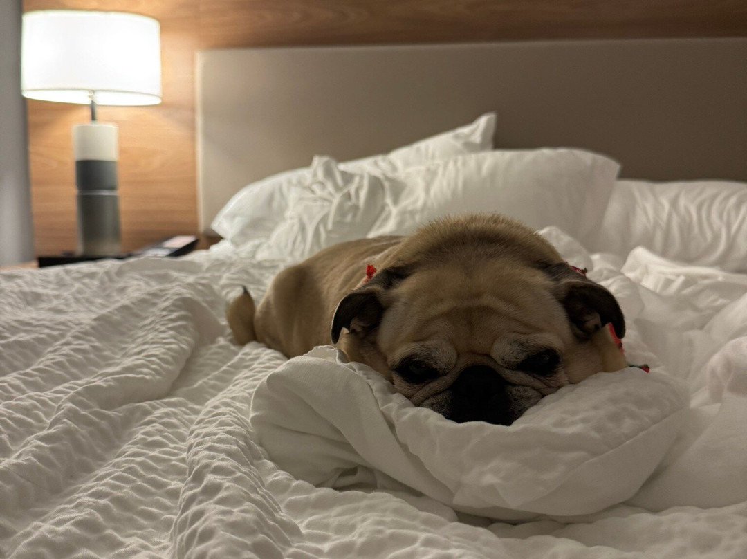 Candlewood Suites Nogales by IHG主图