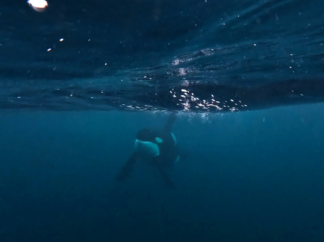 Lofoten Opplevelser-霍宁斯沃格必去景点