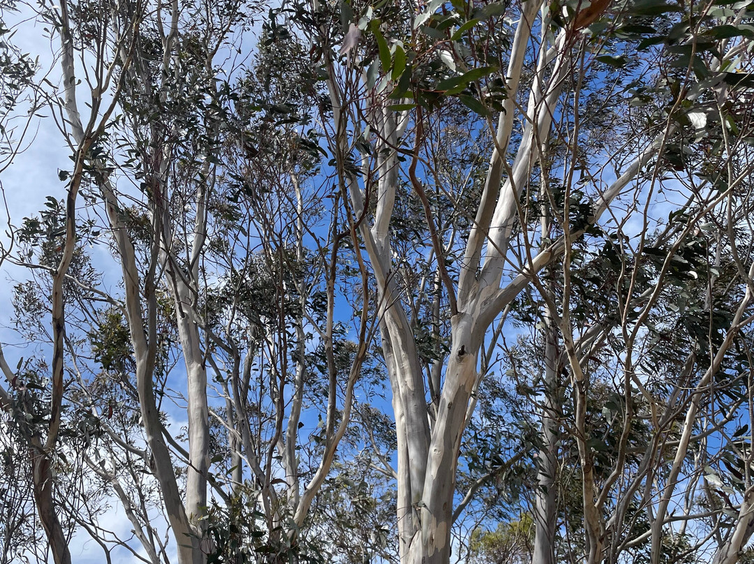 McMillan Lookout-Omeo必去景点