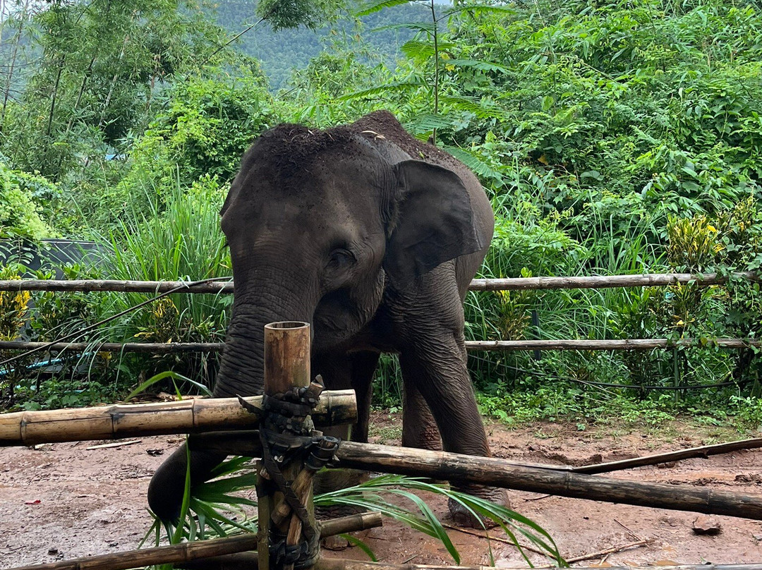 Elephant Sanctuary Care Park-清迈必去景点