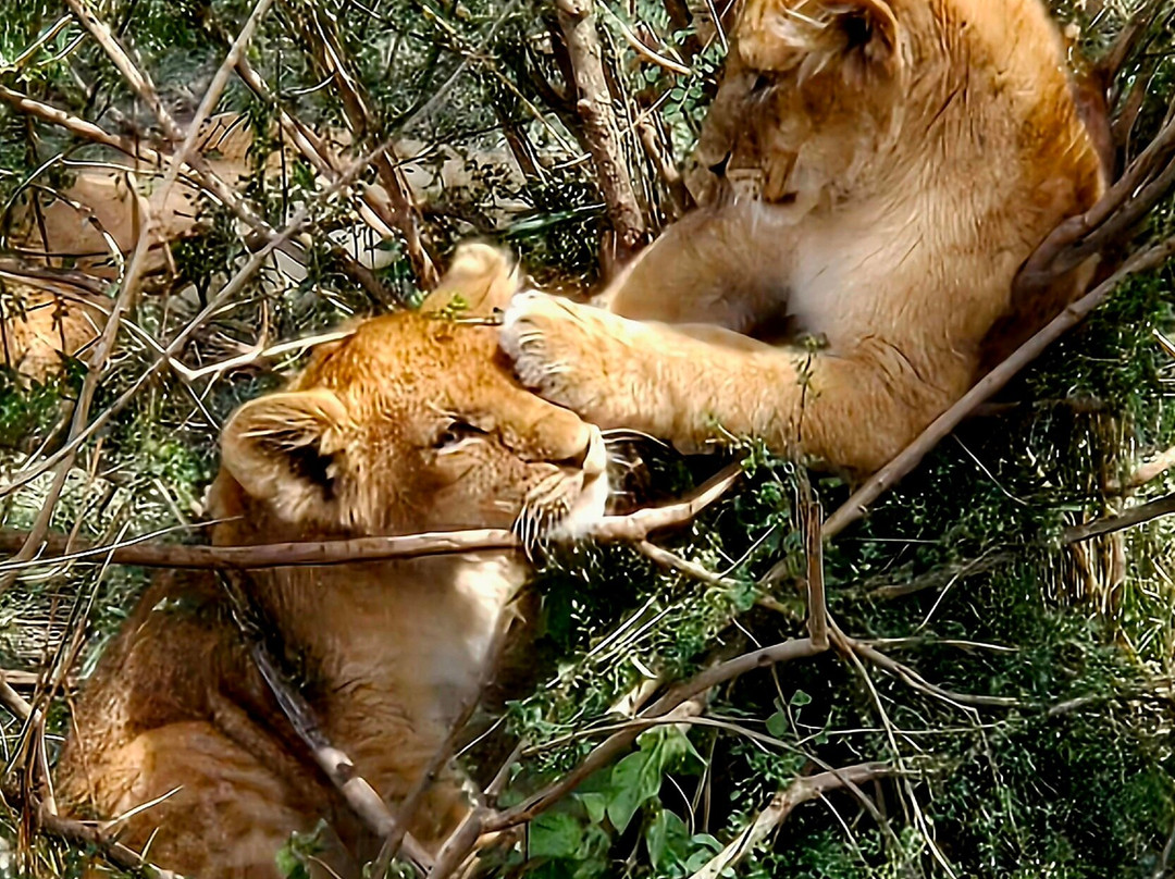 EXG Safaris LLC-California City必去景点