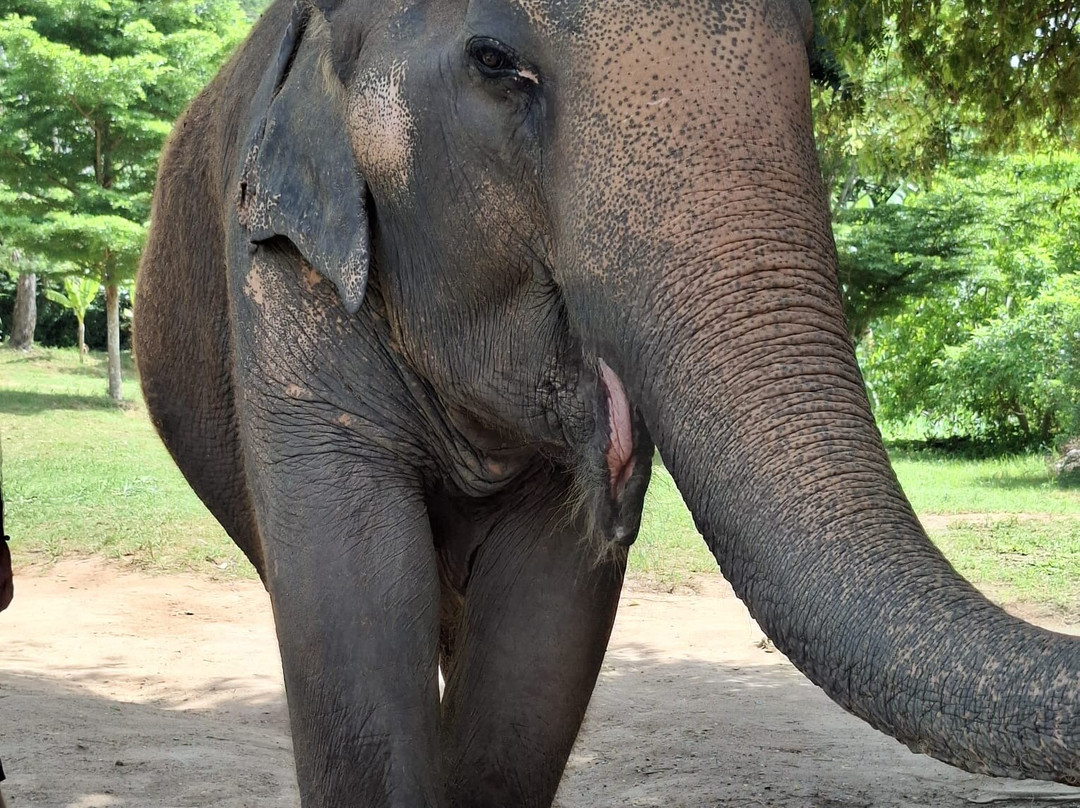 Samui Elephant Sanctuary-波普特必去景点