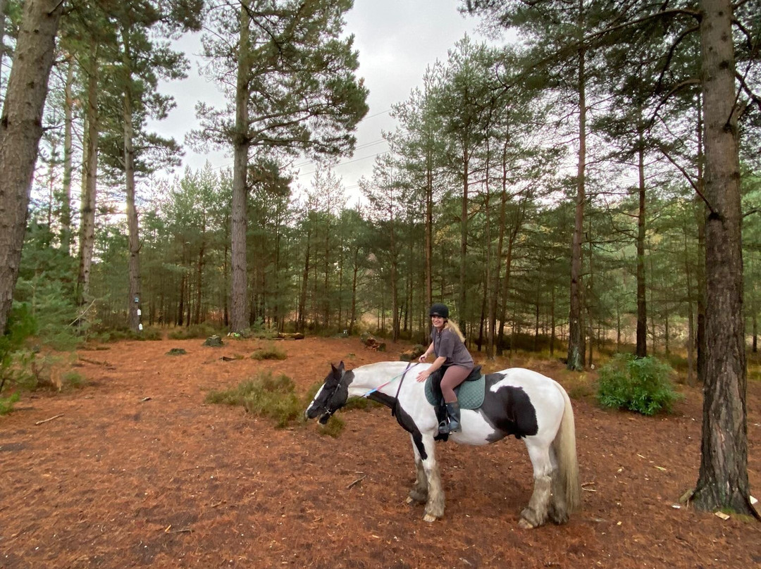 Eastmoors Forest Rides-St Leonards必去景点