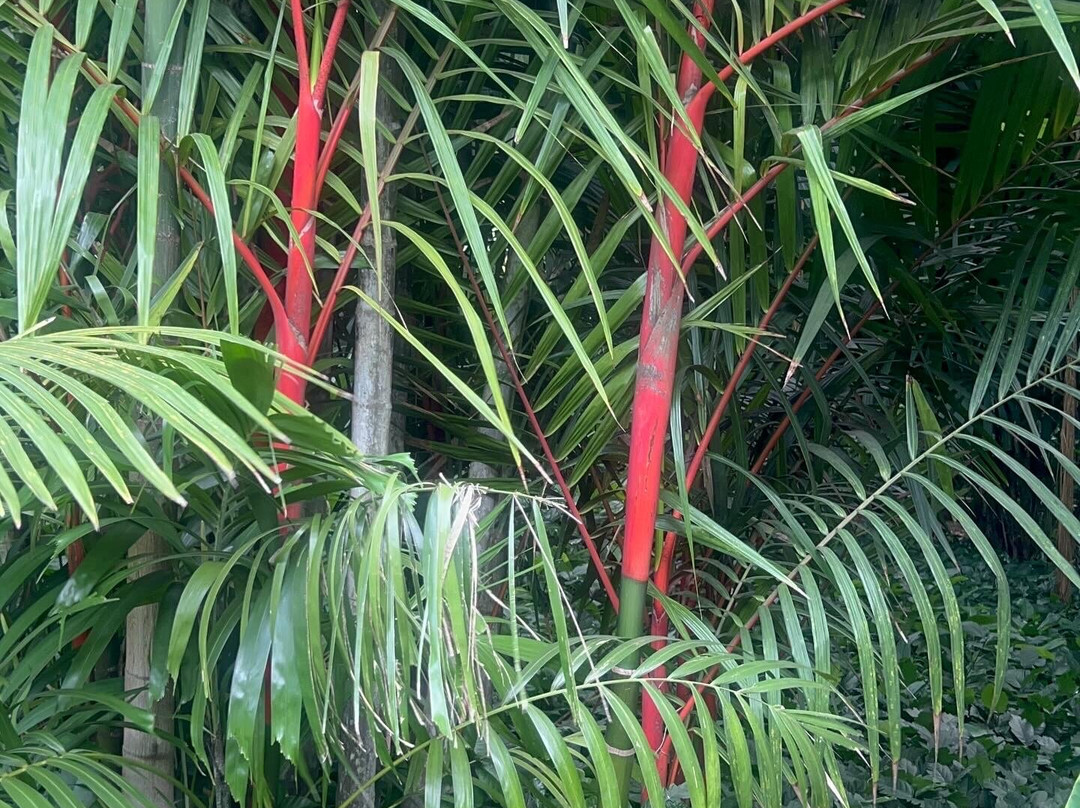 McBryde Garden - National Tropical Botanical Garden-可爱岛必去景点