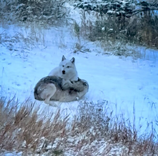 Howlers Inn Bed & Breakfast and Wolf Sanctuary-浴室