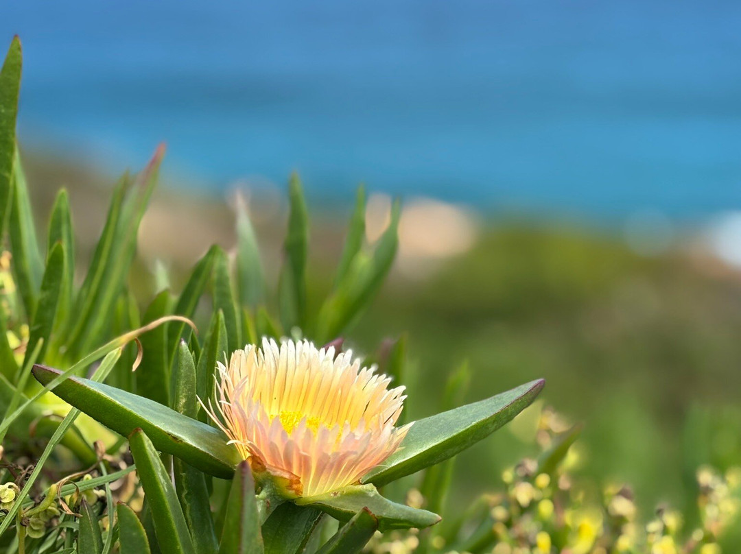 Pinnacle Point Golf Club-莫塞尔贝必去景点