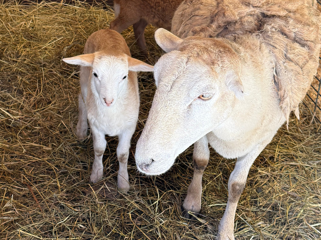 Cress Creeks Farm And Corn Maze-Ellijay必去景点