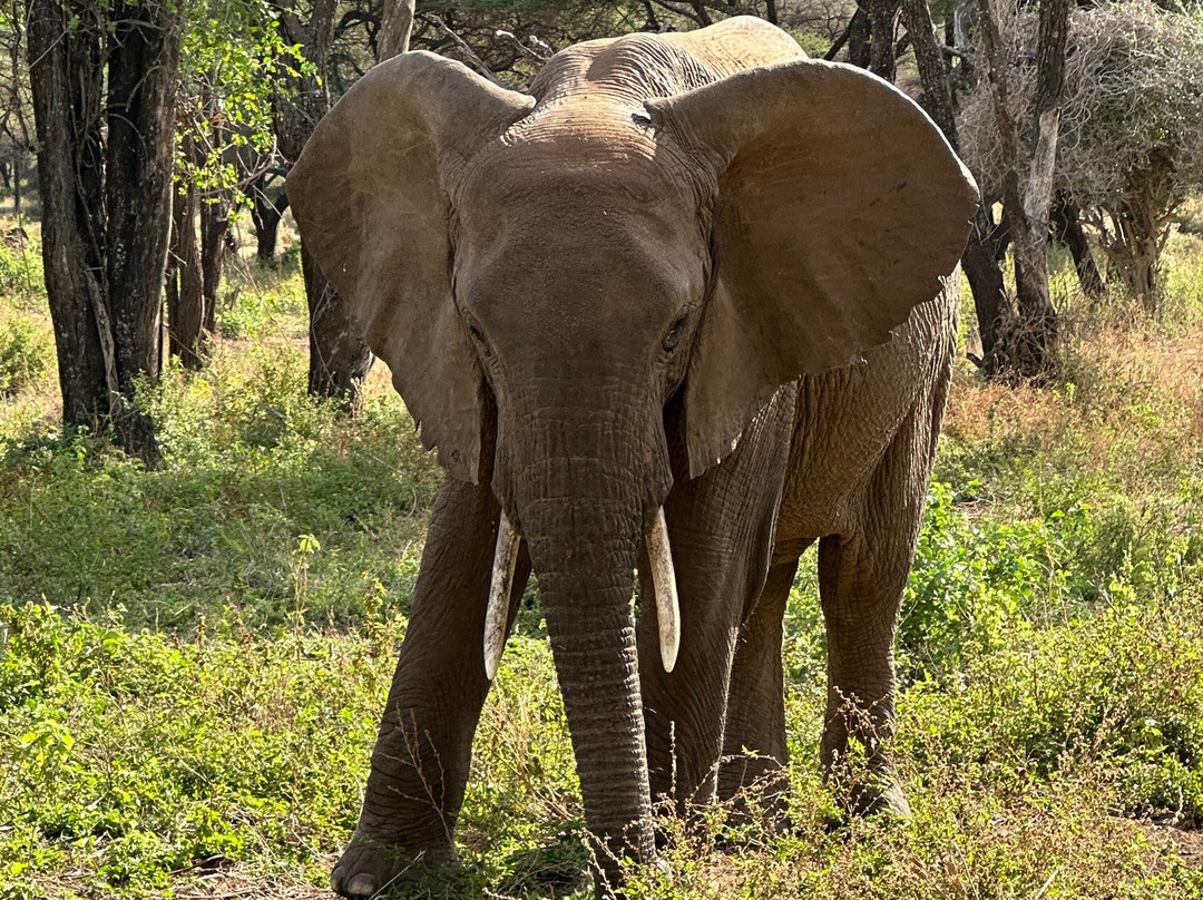 歌珊地非洲游猎之旅-阿鲁沙必去景点