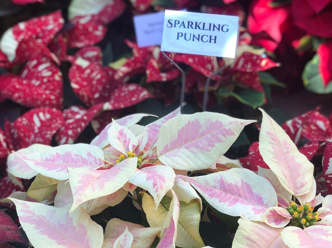 Ventura Botanical Gardens-文图拉县必去景点