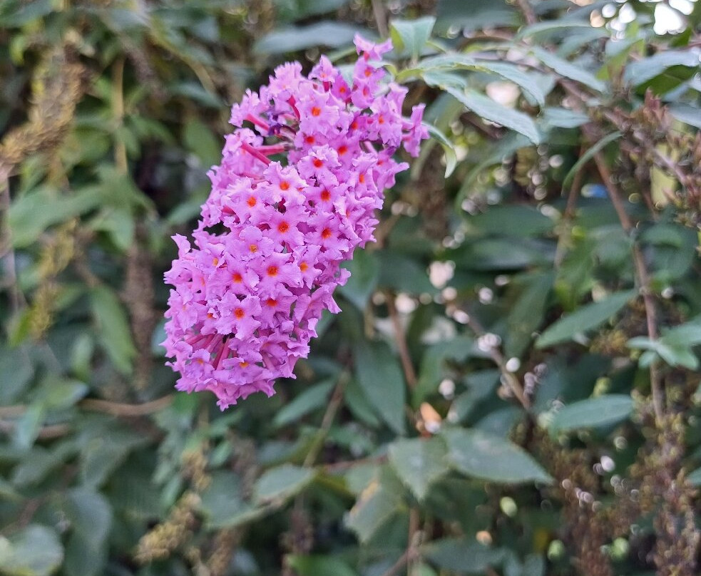 Laghetto di Giussano-Giussano必去景点