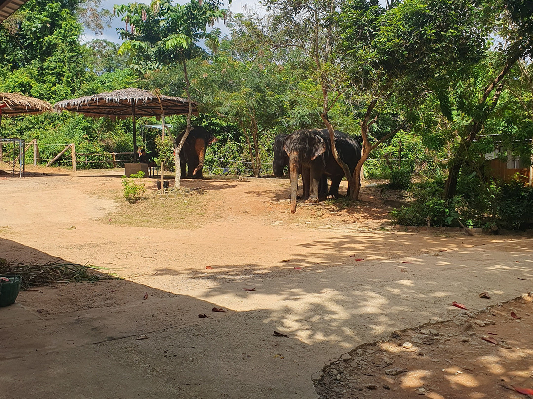 普吉丛林大象保护区-芭东海滩必去景点