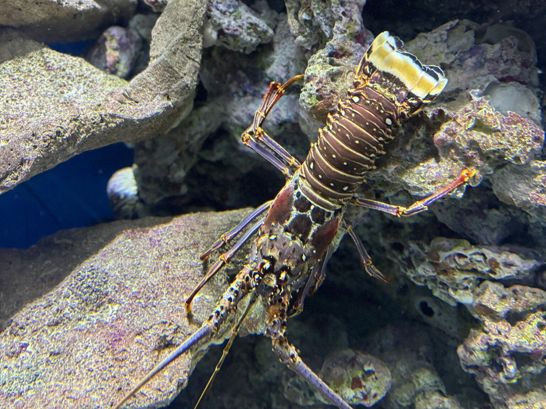 Aquarium de la Guadeloupe-Le Gosier必去景点