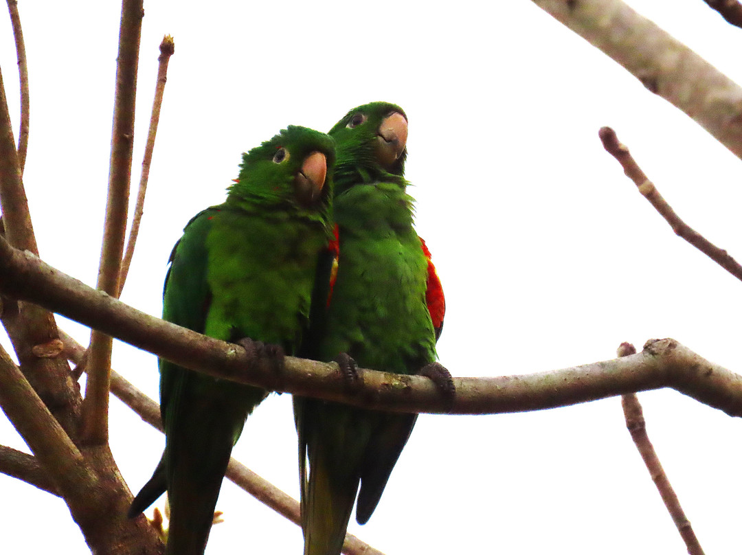 Pantanal Jaguar Safaris-Chapada dos Guimaraes必去景点