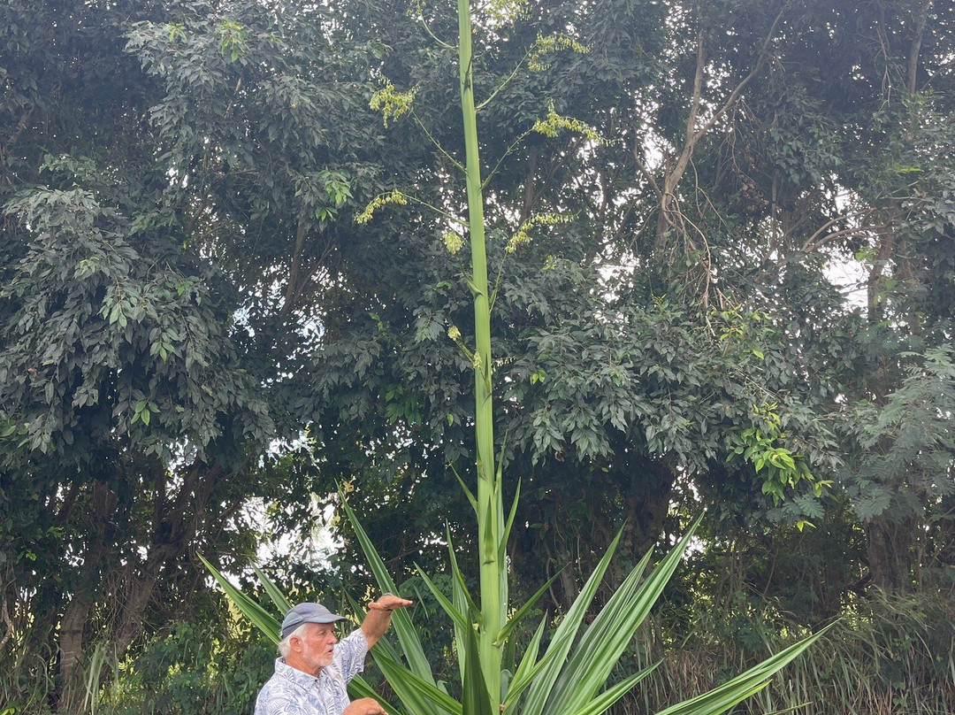 Hawaiian Organic Noni-基拉韦厄必去景点